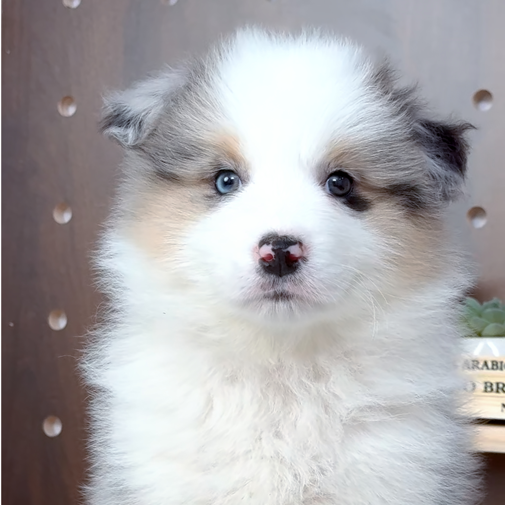 云岸边牧 家庭伴侣 超甜版小边牧宠物狗狗幼犬出售