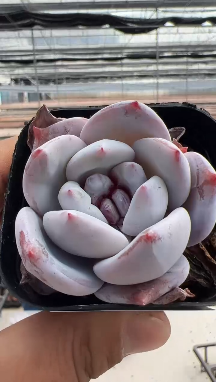 【闪购商品】新款多肉-125