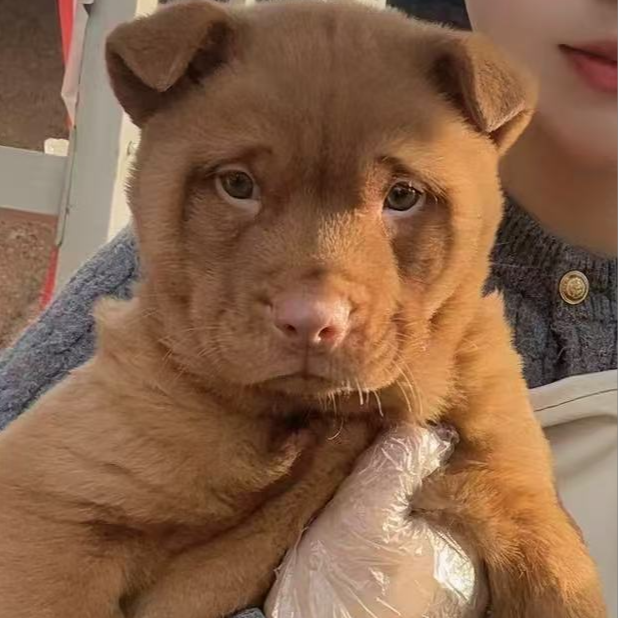 （欢欢家）T狗狗活体