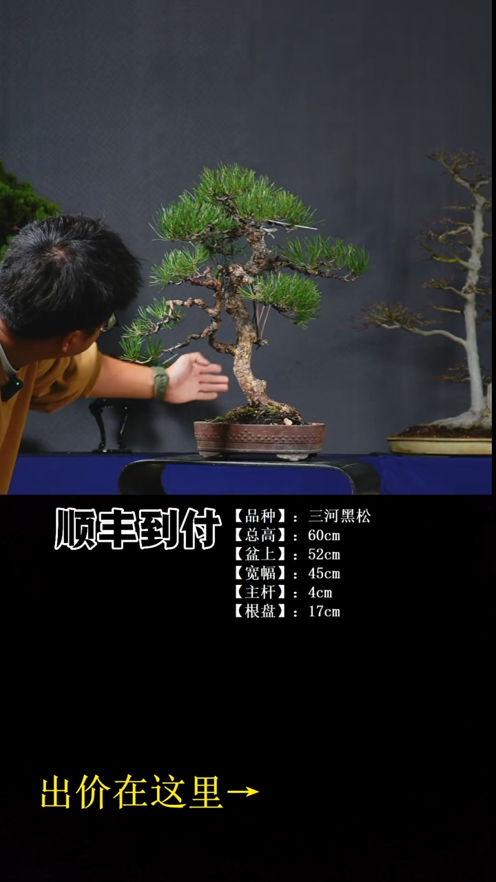 无花朵三河黑松bubaoyou