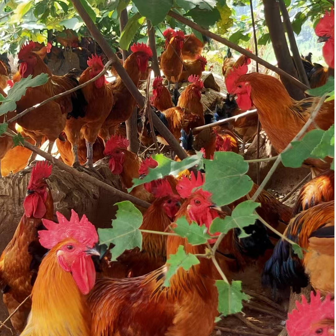 养殖户散养跑山鸡