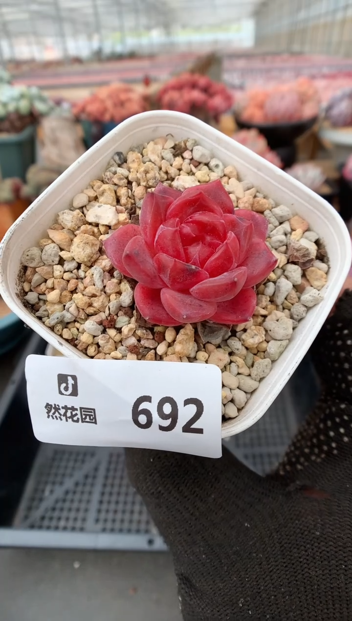 692琥珀一物一拍
