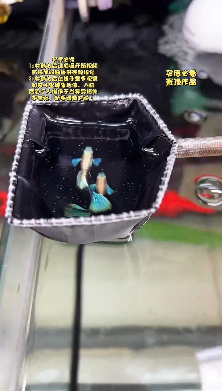 孔雀鱼无怨孔雀鱼