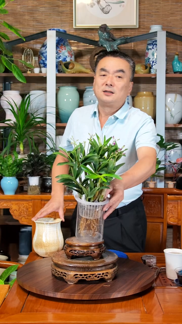 无花朵郭*水之韵水培石斛兰