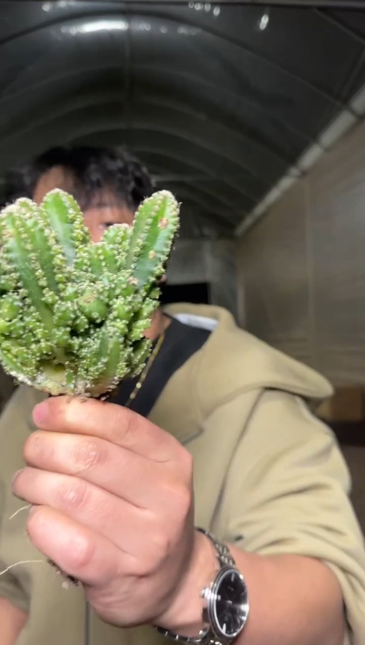 4颗 大本 万重山群生【带根】