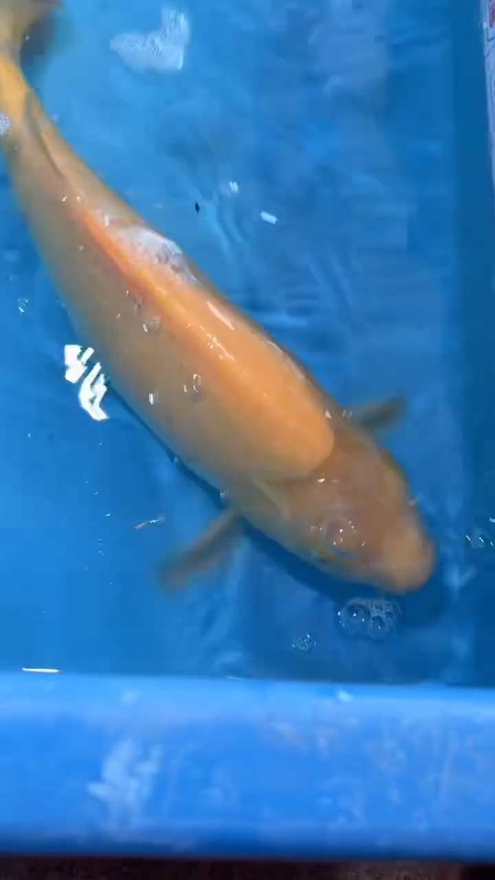 锦鲤太饱东风锦鲤36cm-45cm不包邮到付 包损