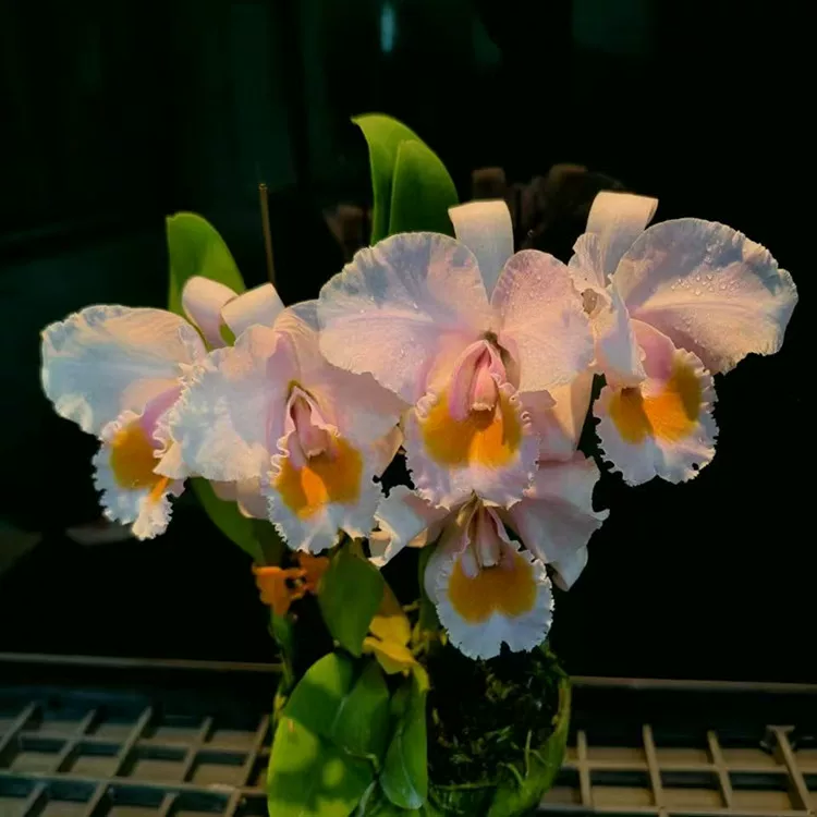 卡特兰原卡现货舒罗月光 C. schroederae ‘Moon Light' 确定花色