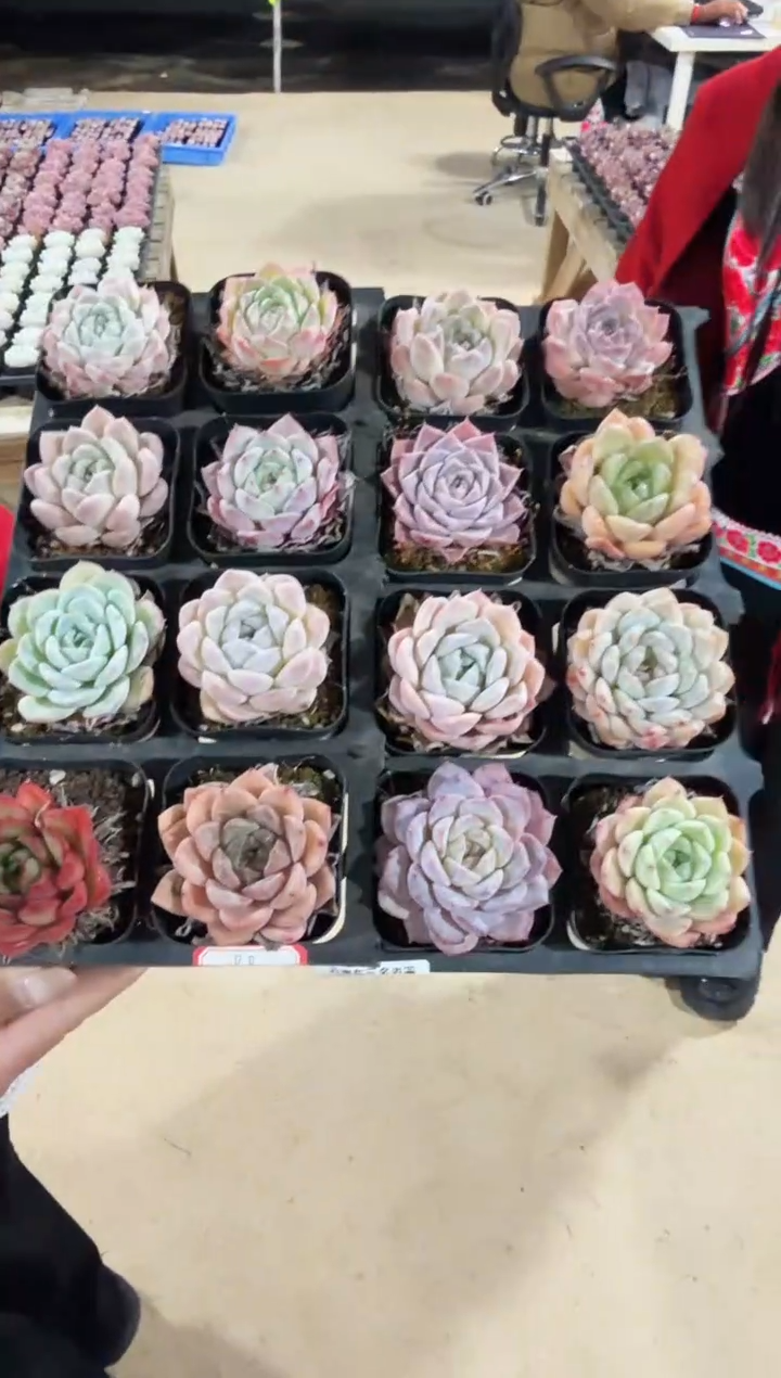 东云多肉园新款-02