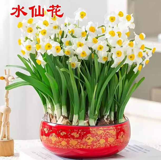 重瓣水仙花种球水养盆栽秋冬开花卉植物室内花绿植水培土培洋水仙
