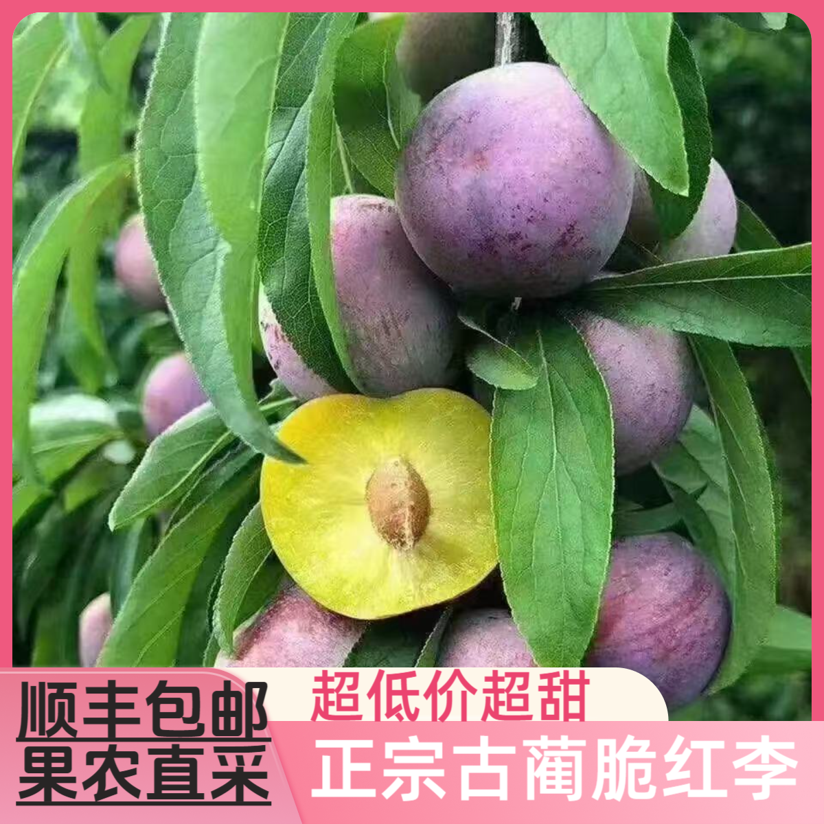 古蔺脆红李新鲜应季水果脆甜多汁口感清甜正宗三道水