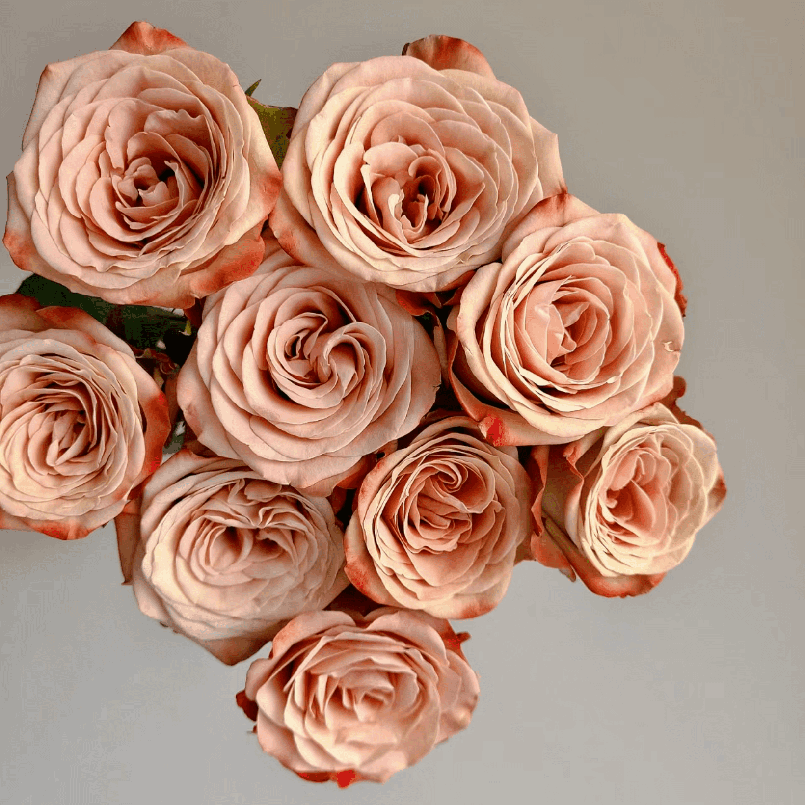 【阿文家】卡布奇诺玫瑰复古色鲜花  顺丰直发冷链 售后看详情