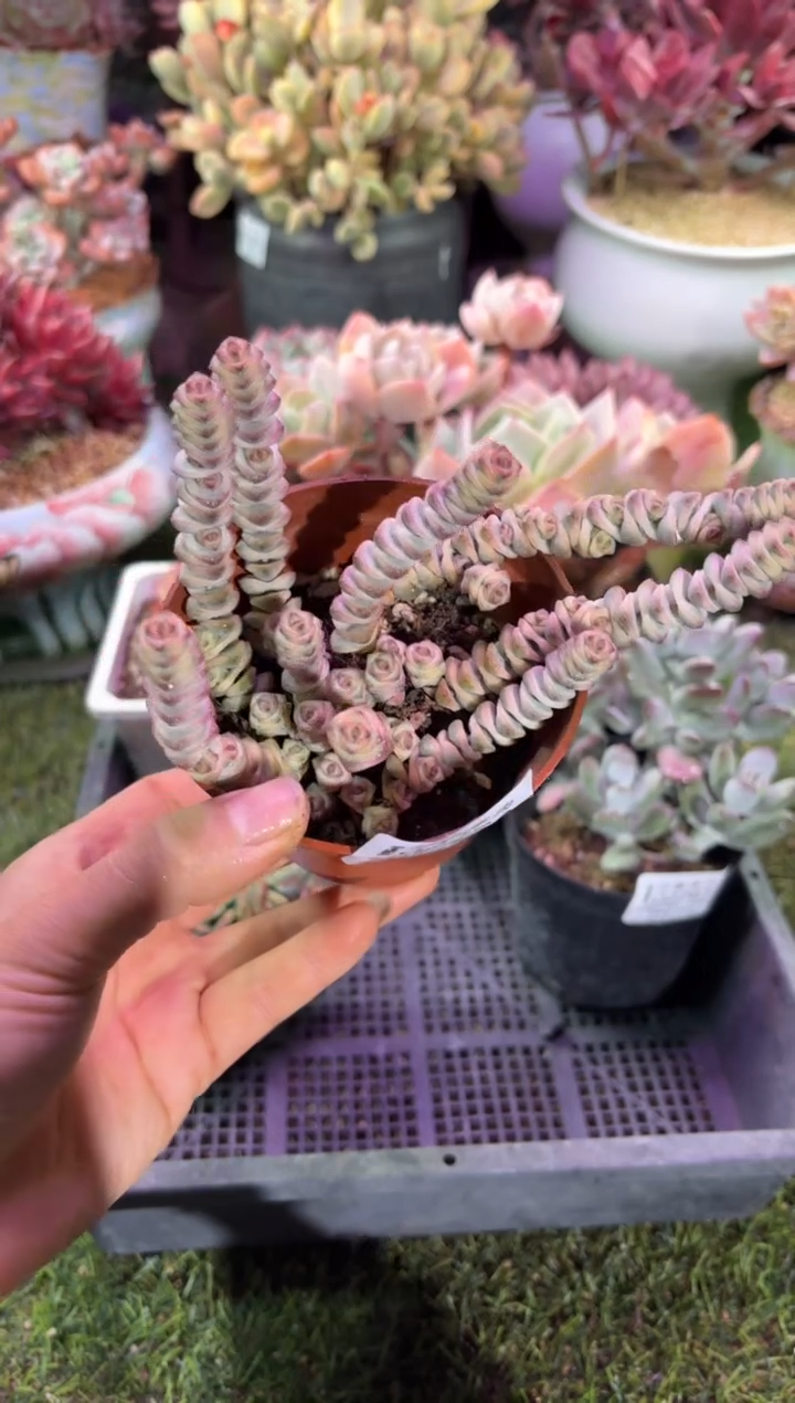 【闪购商品】02766