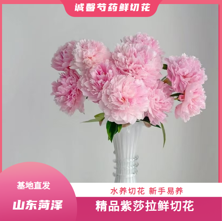 【 沙  拉 -种  苗】 山东菏泽诚馨种苗基地  保对版对色  源头直发