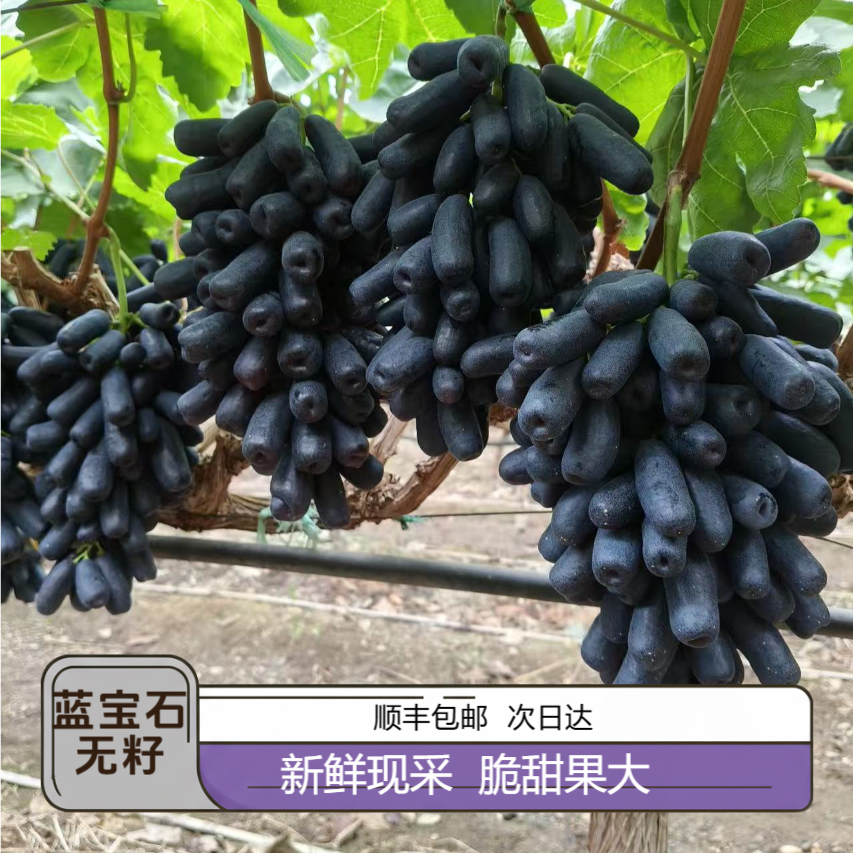 【顺丰包邮】5斤蓝宝石美人指葡萄 云南头茬黑提无籽葡萄 新鲜现采现发 acp脆甜多汁011云南省