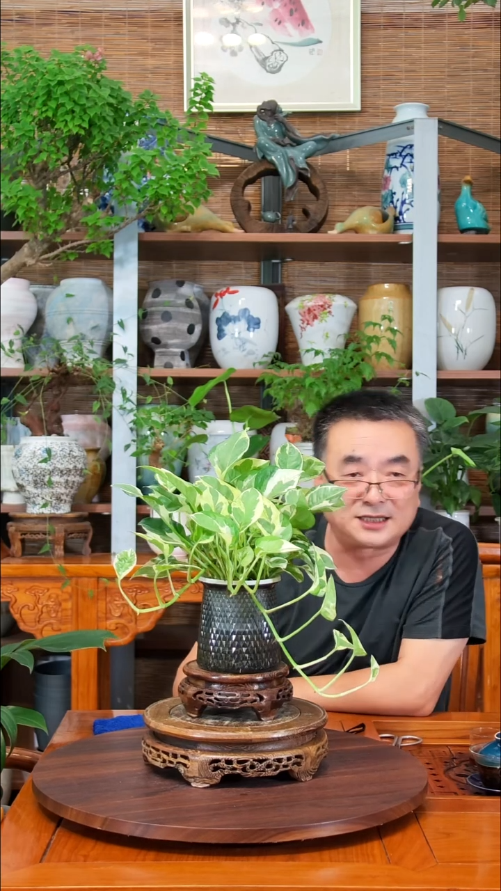 无花朵用****9水之韵水培植物白金葛