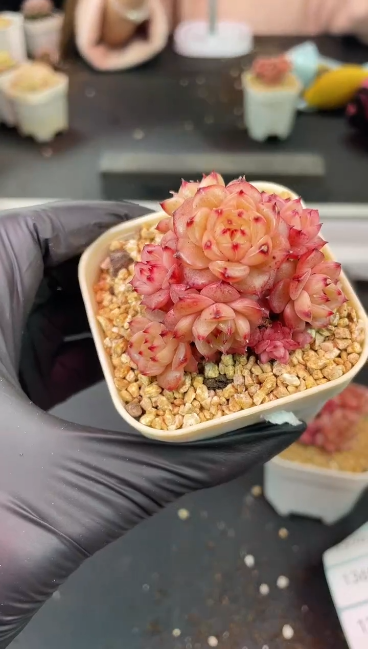 闪购1365  红璃多肉一颗   