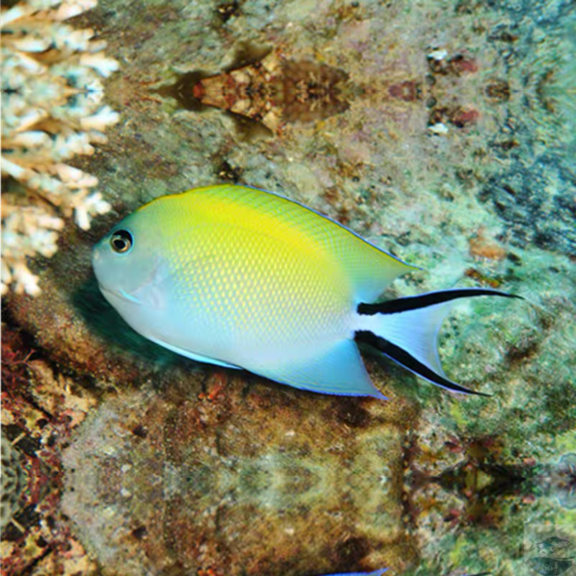 日本燕（母）海水鱼热带观赏鱼售后需拍开箱视频（免包装费）