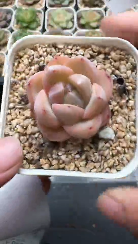 965F云禹多肉植物 默认脱土纸巾打包 3颗包邮