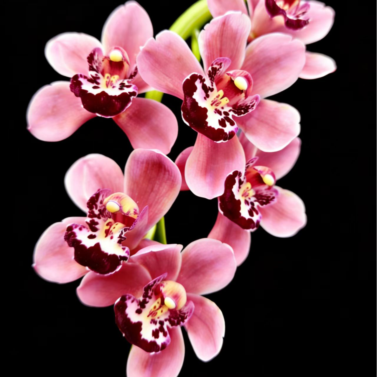 （金粉佳人）金边粉色豹纹花芯超大棵多花苞带盆土高品质