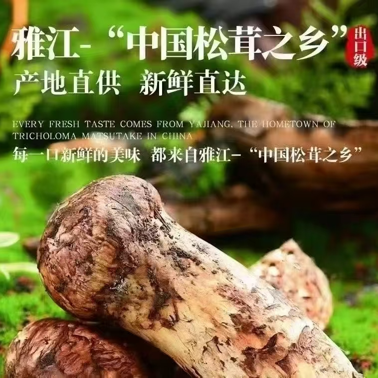 [低空松茸]新鲜松茸顺丰京东空运直达