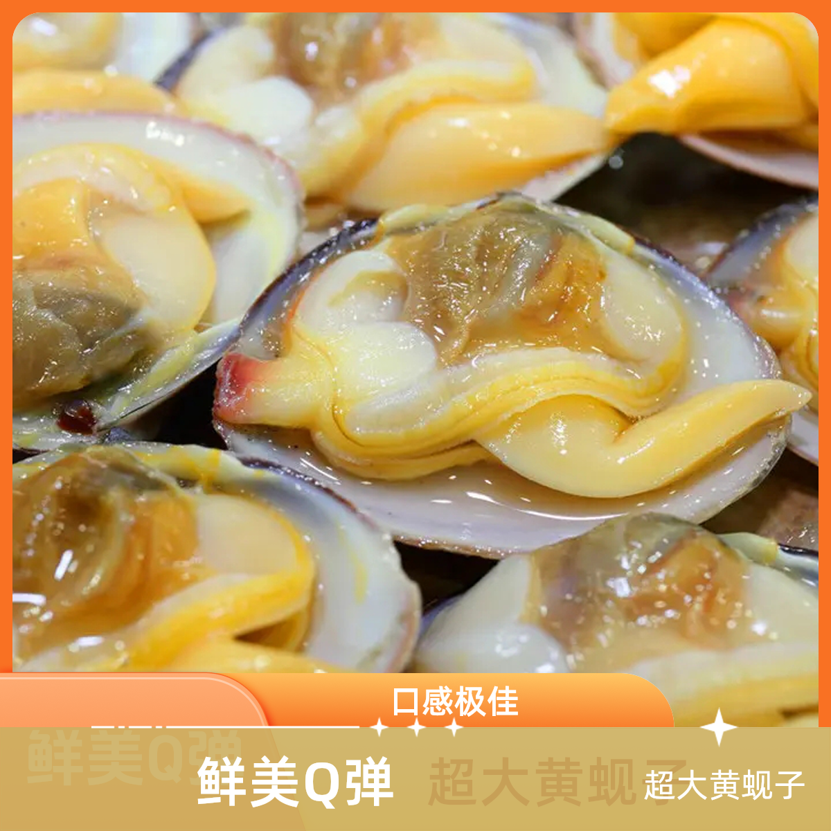 大个头黄蚬子1.5斤太鲜了口感Q弹，这谁受得了
