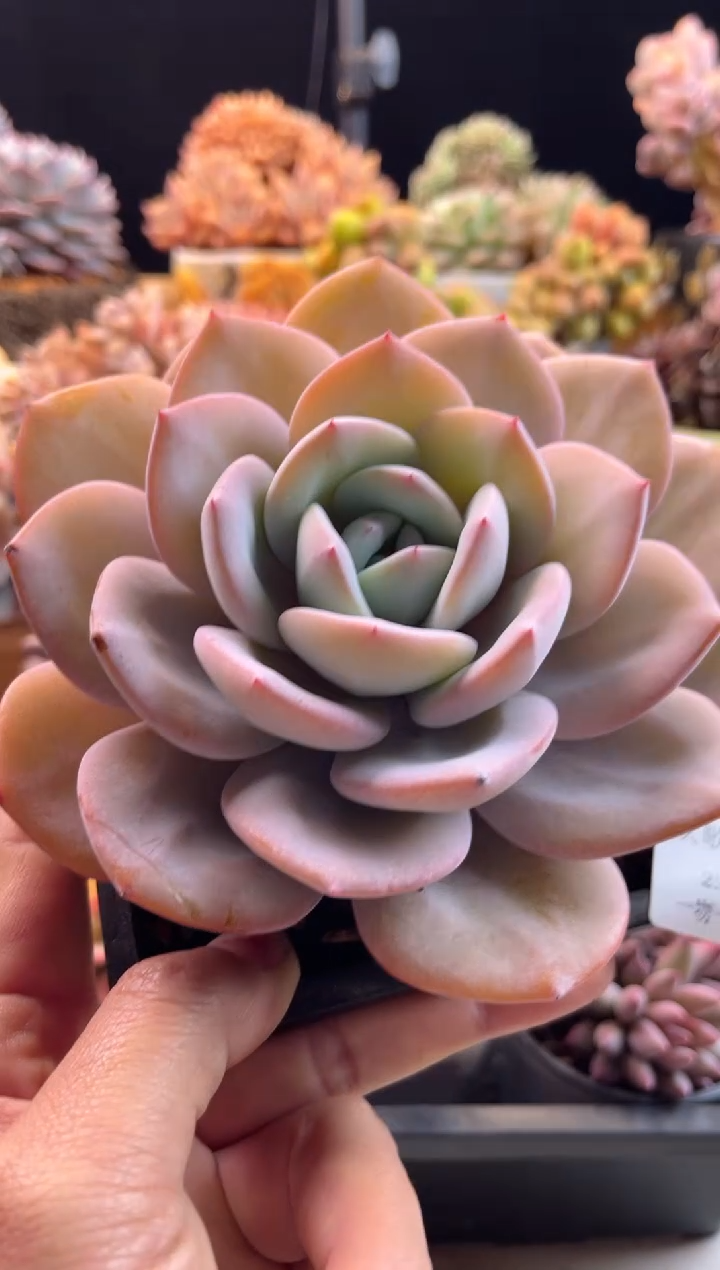 【闪购商品】2.4-26奶茶