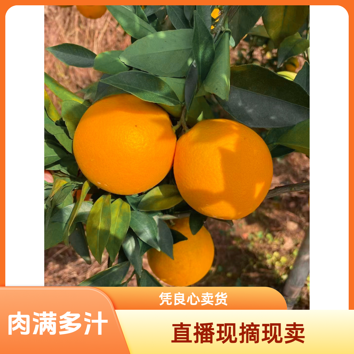 赣南脐橙正宗现摘赣南脐橙新鲜应季水果手剥橙子香甜爆汁产地直发