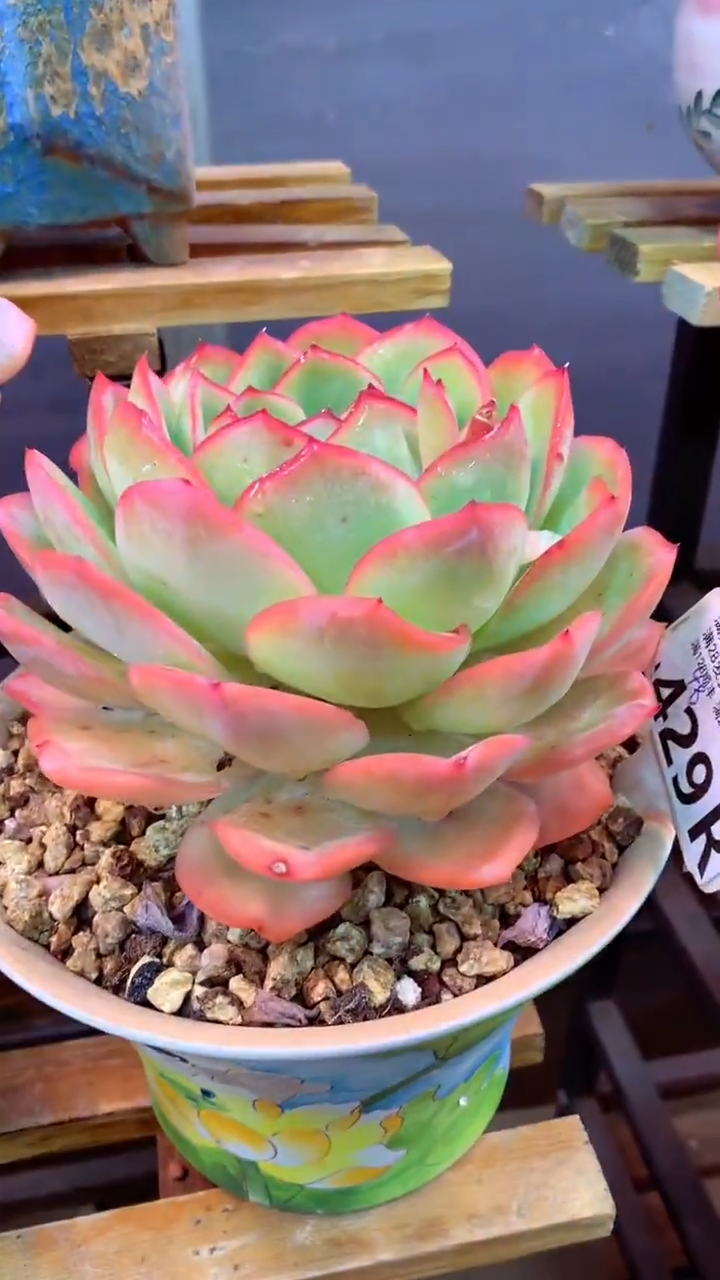 429R（一物一拍，精品多肉，所见即所得 ）