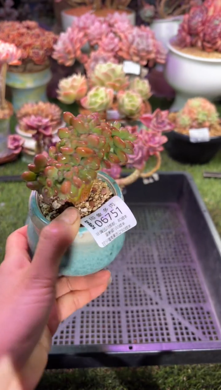 【闪购商品】06751脱土带盆