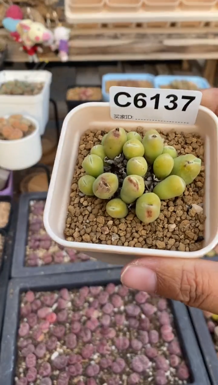 6137直播一物一拍