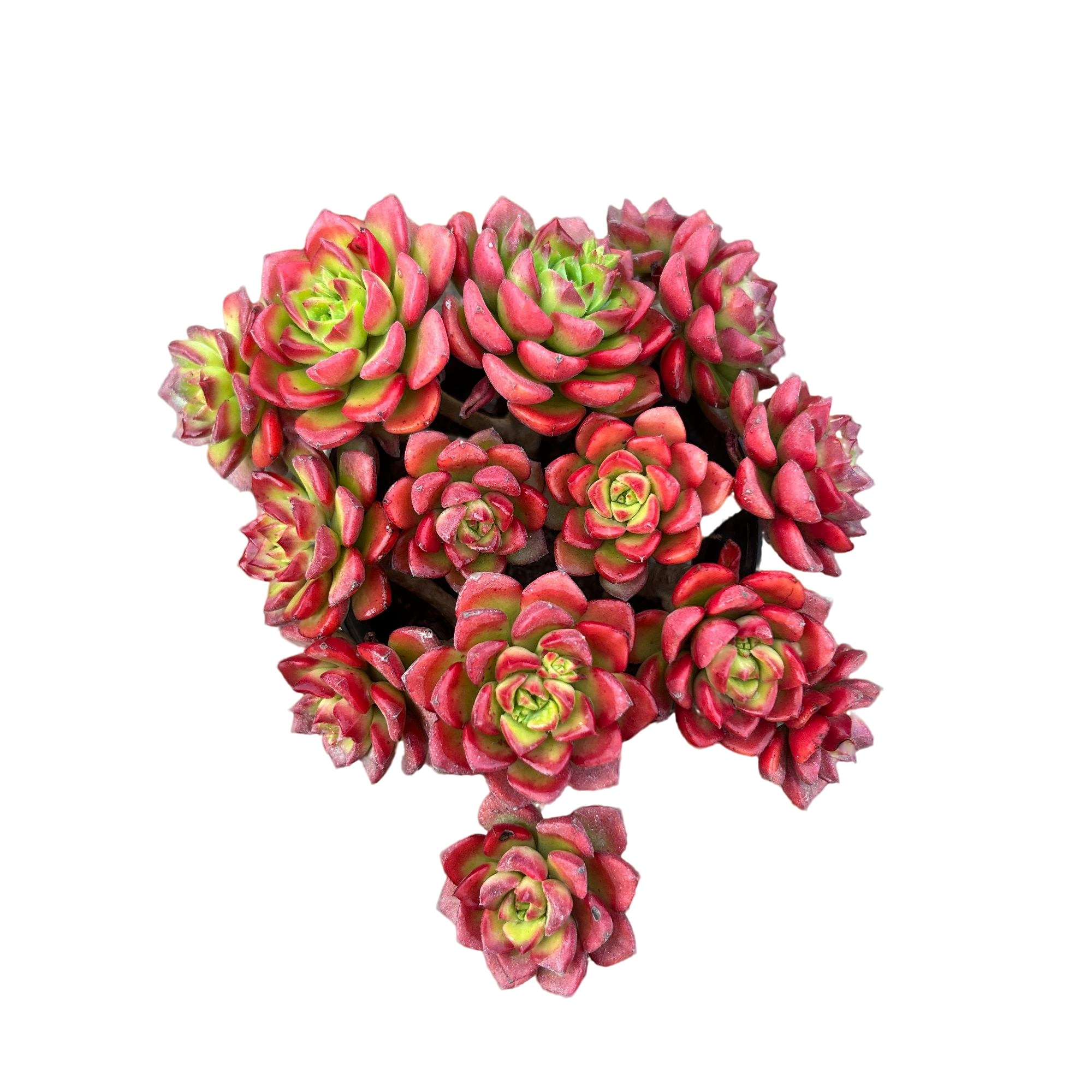 鸡血玫瑰蒂亚 多肉植物 （满15包邮 直播间展示为准）