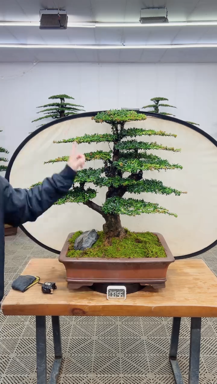 无花朵造型盆景一物一拍