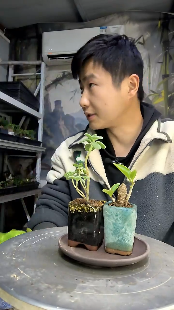 捏**吱中青园艺一物一拍花176