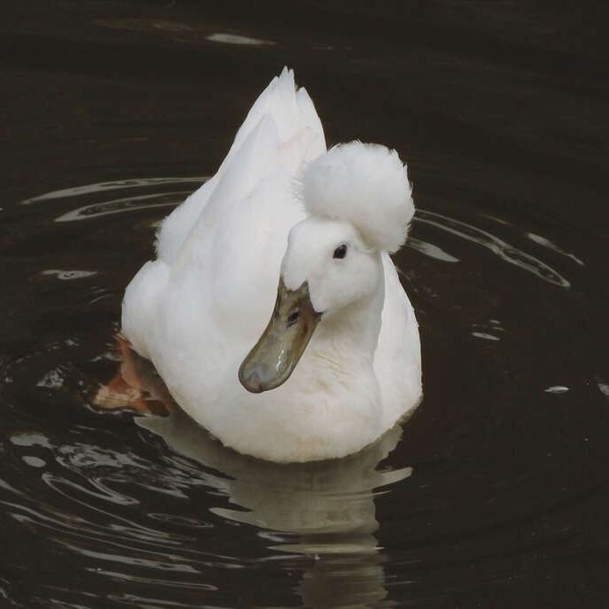 到手8只凤头包邮包路损DT