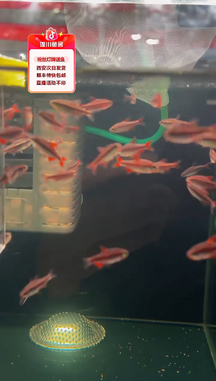灯科鱼孤**酒蓝缎带1型 1条