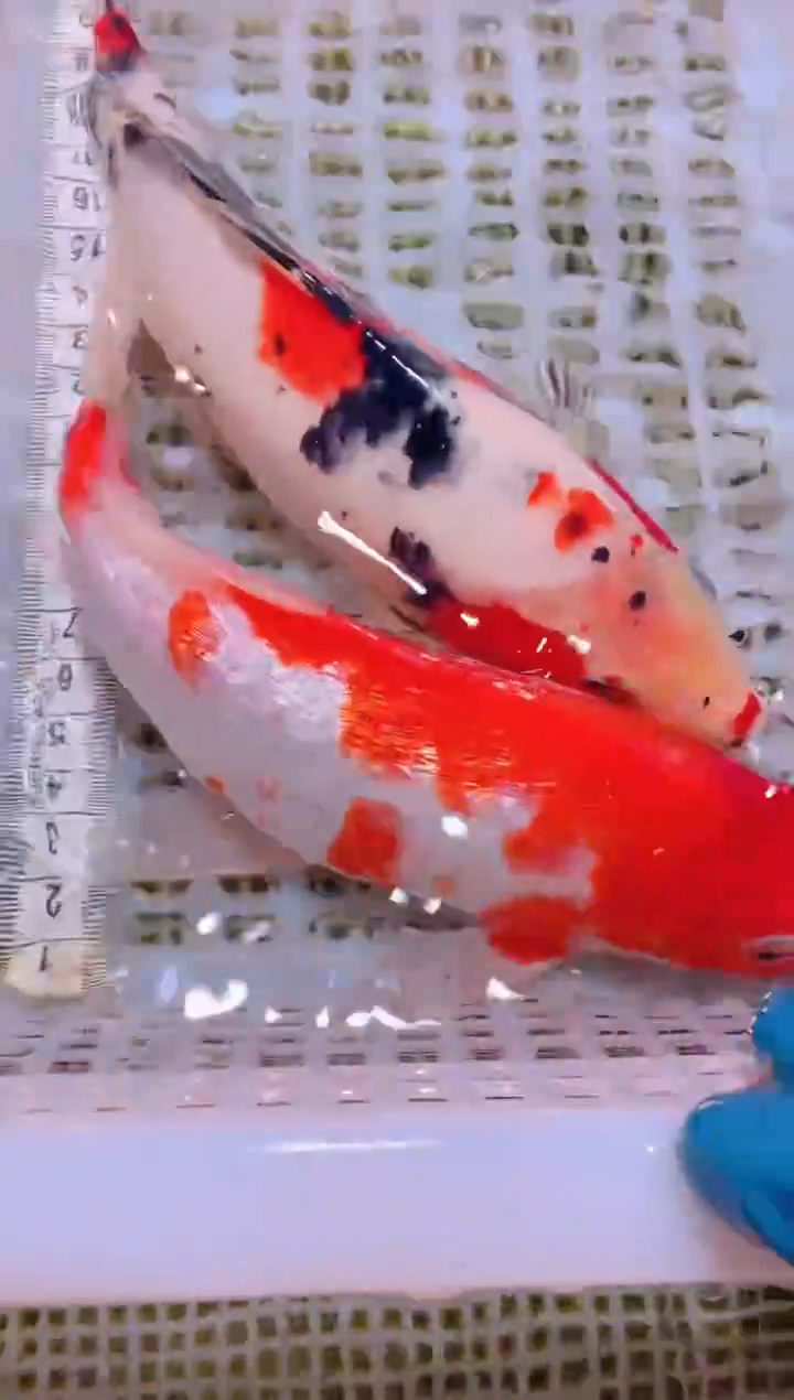 锦鲤冷水观赏鱼全场包邮94