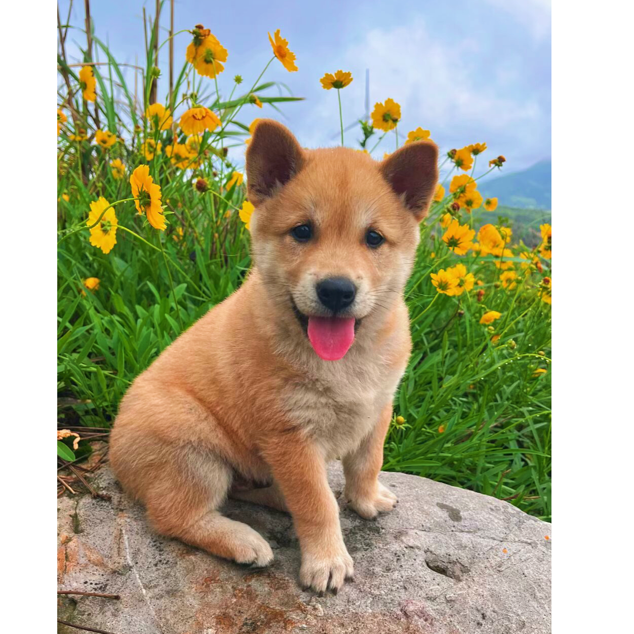 广西土猎田园犬黄狗白面大黄五黑土松虎斑四眼黄狗白面幼犬售卖