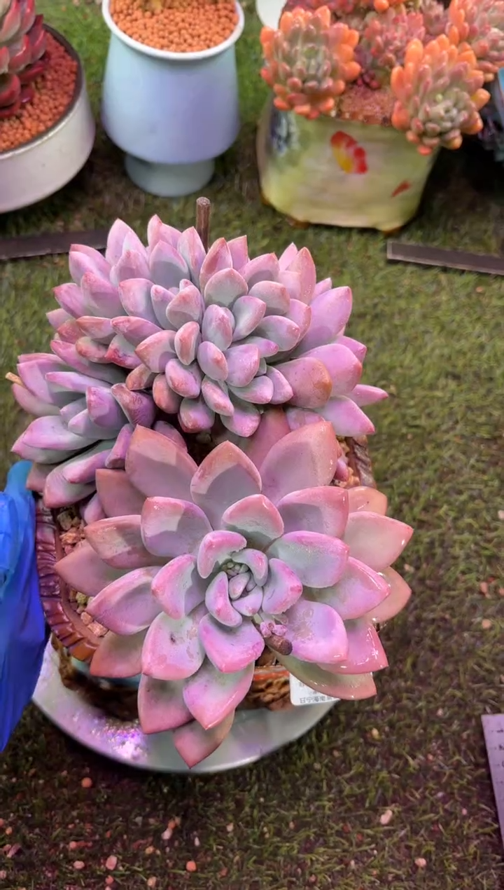 【闪购商品】05743