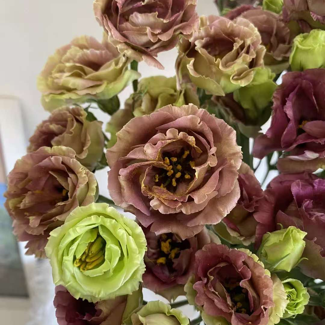 茶色洋桔梗，云南基地直发