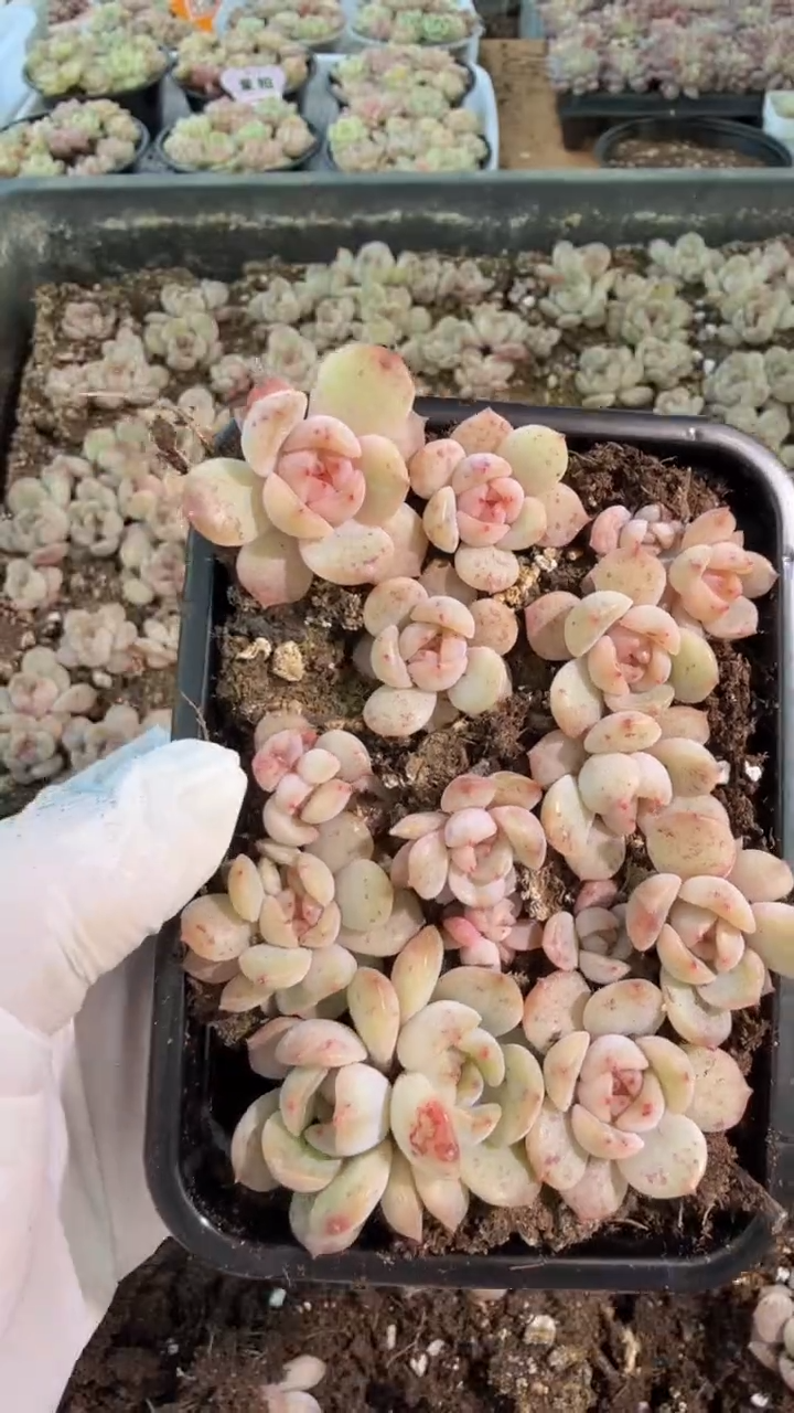 红恋切糕1盒 量拍混发