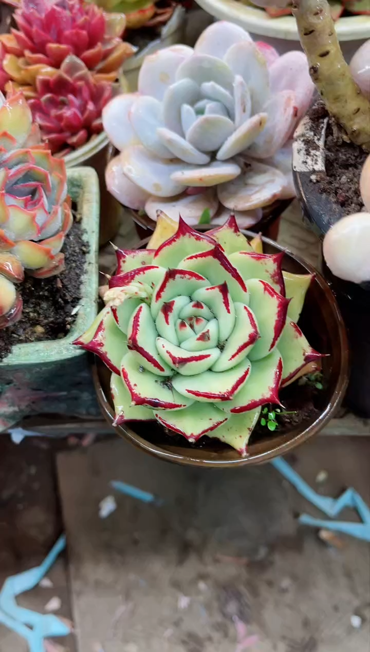 【闪购商品】09012多肉