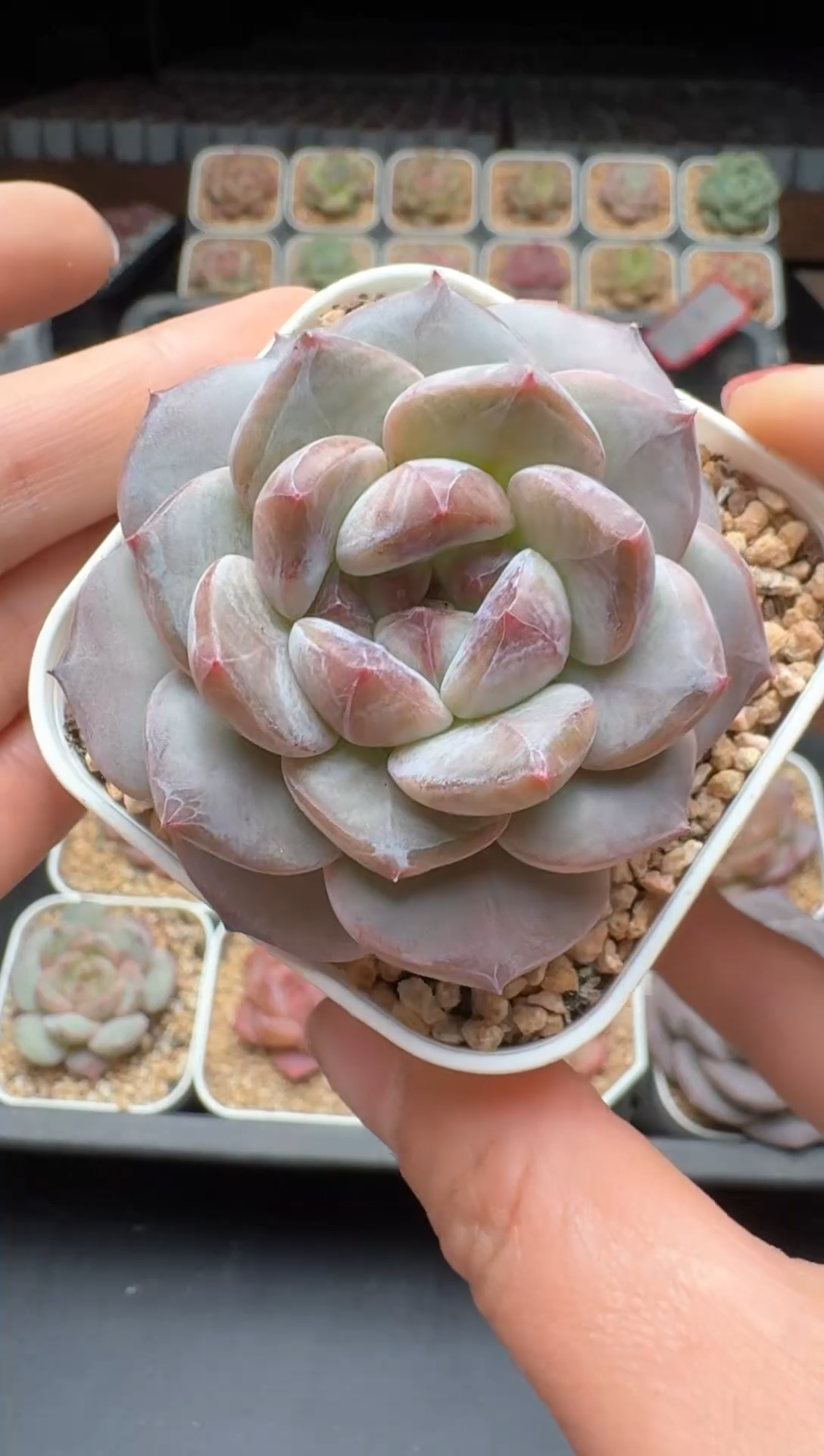 【闪购商品】403号 珍妮杂交多肉 花卉植物