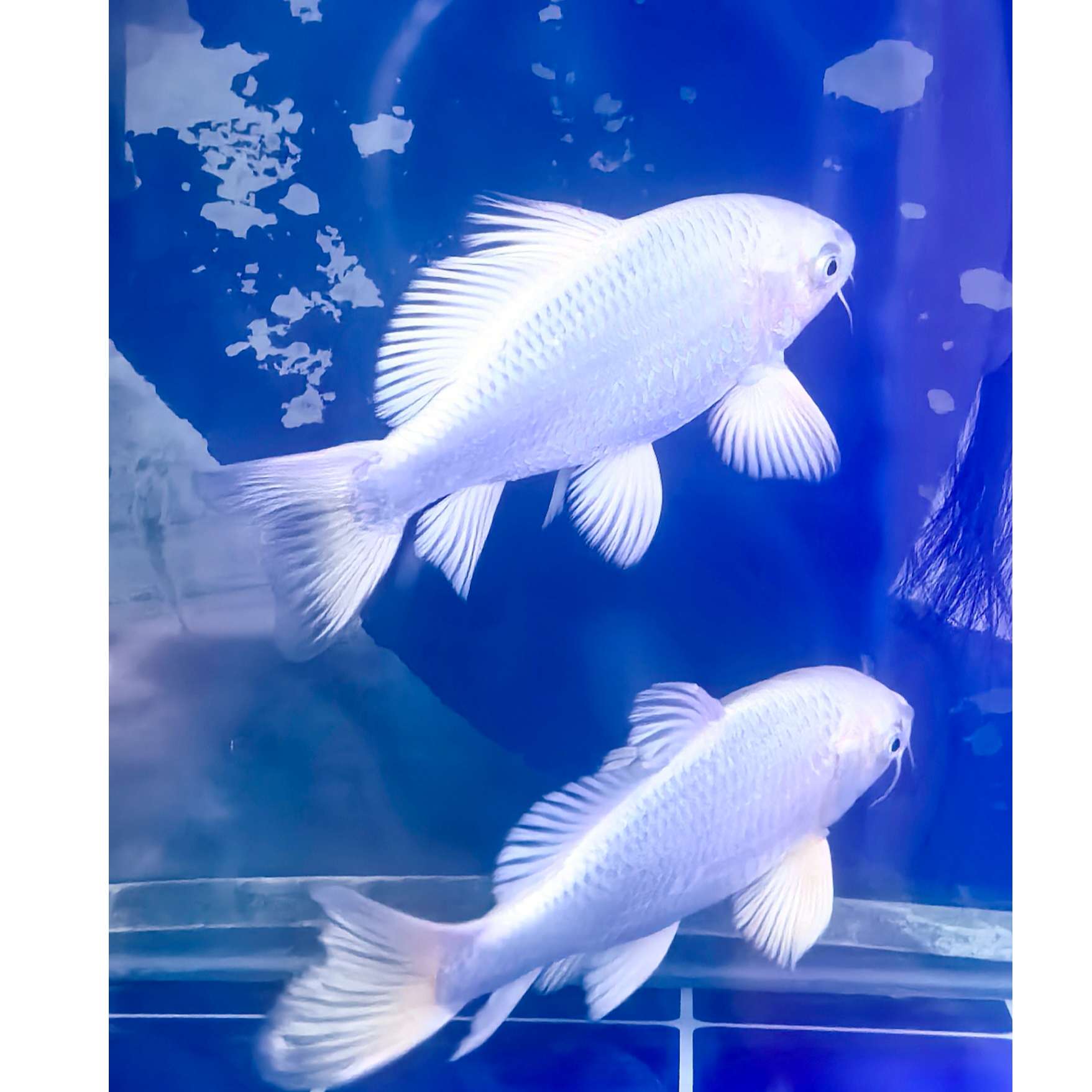 【老五精品蝴蝶】白普 // 一物一价（实物以直播间为准）