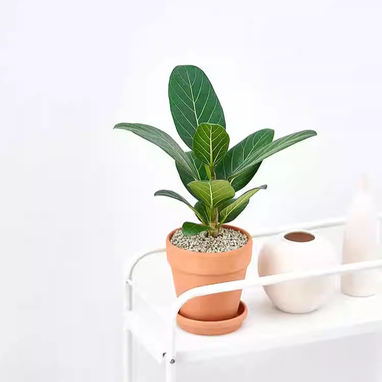 富贵榕孟加拉琴叶榕观叶绿植室内桌面盆栽办公室植物净化空气