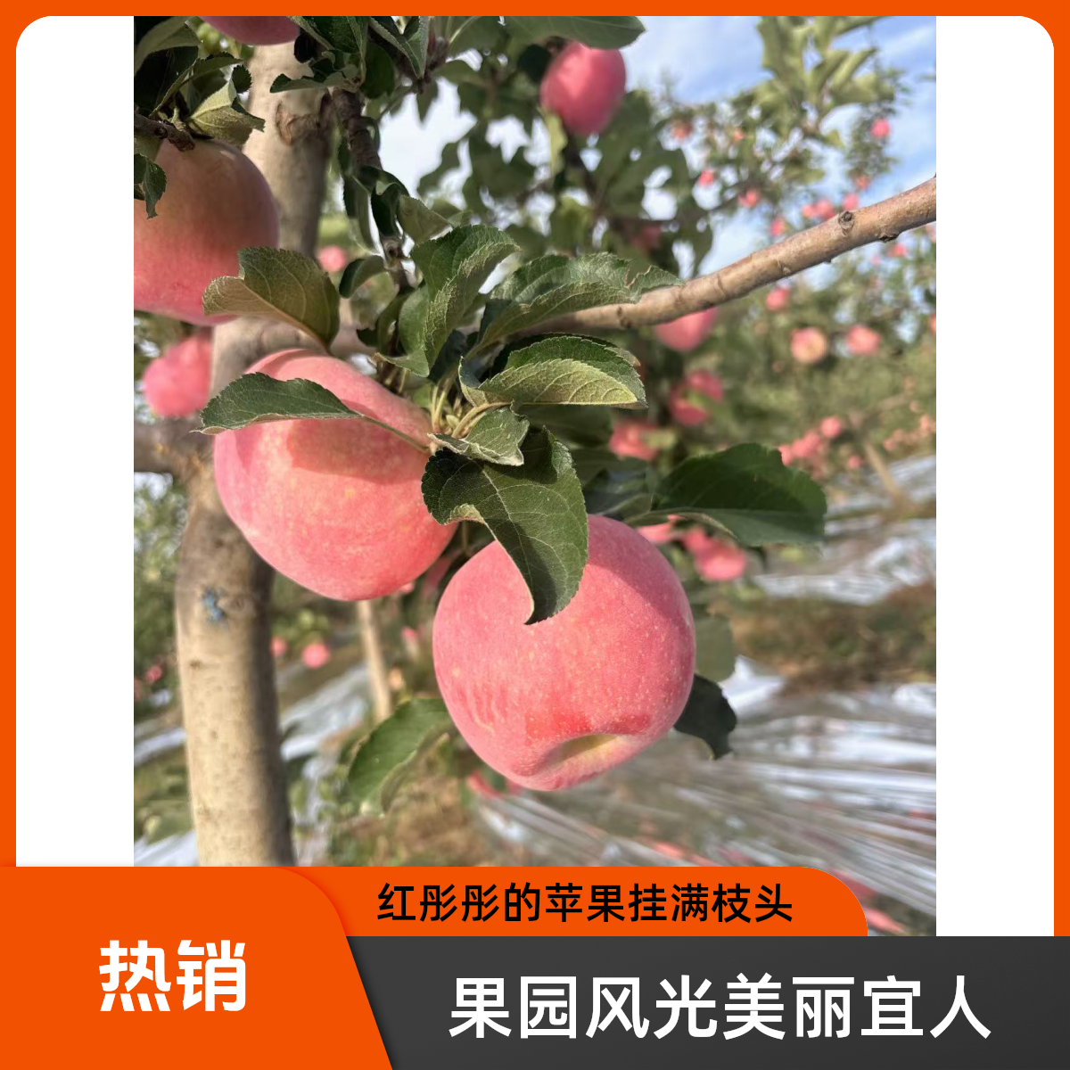 陕西高山红富士苹果香甜脆爽新鲜水果包邮