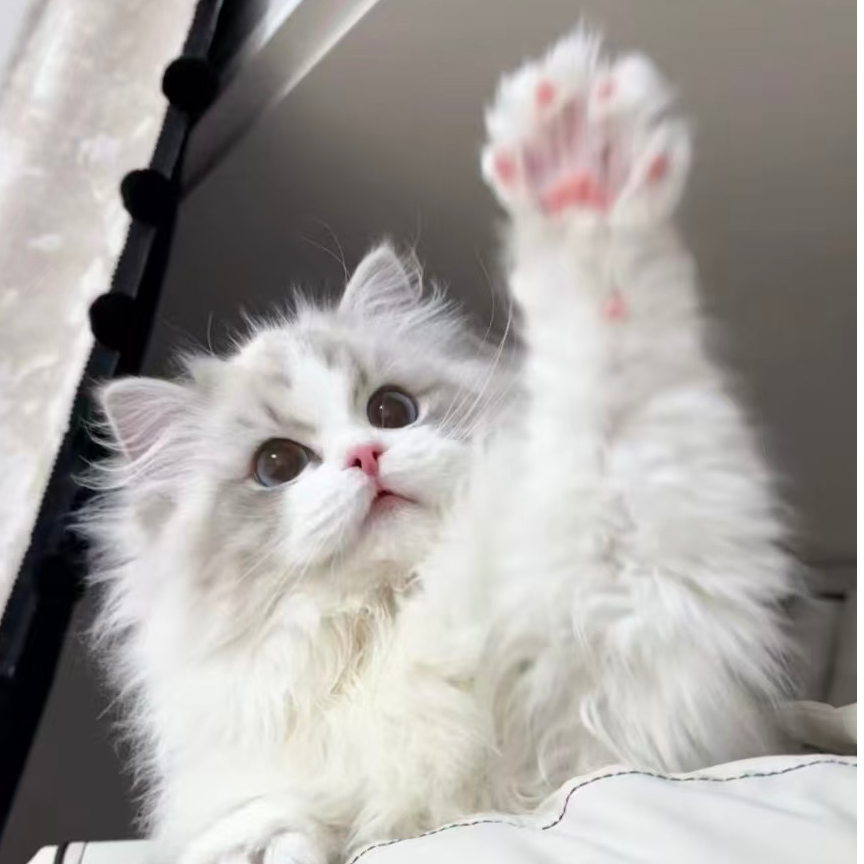 多种品种活体猫咪包括布偶猫缅因猫