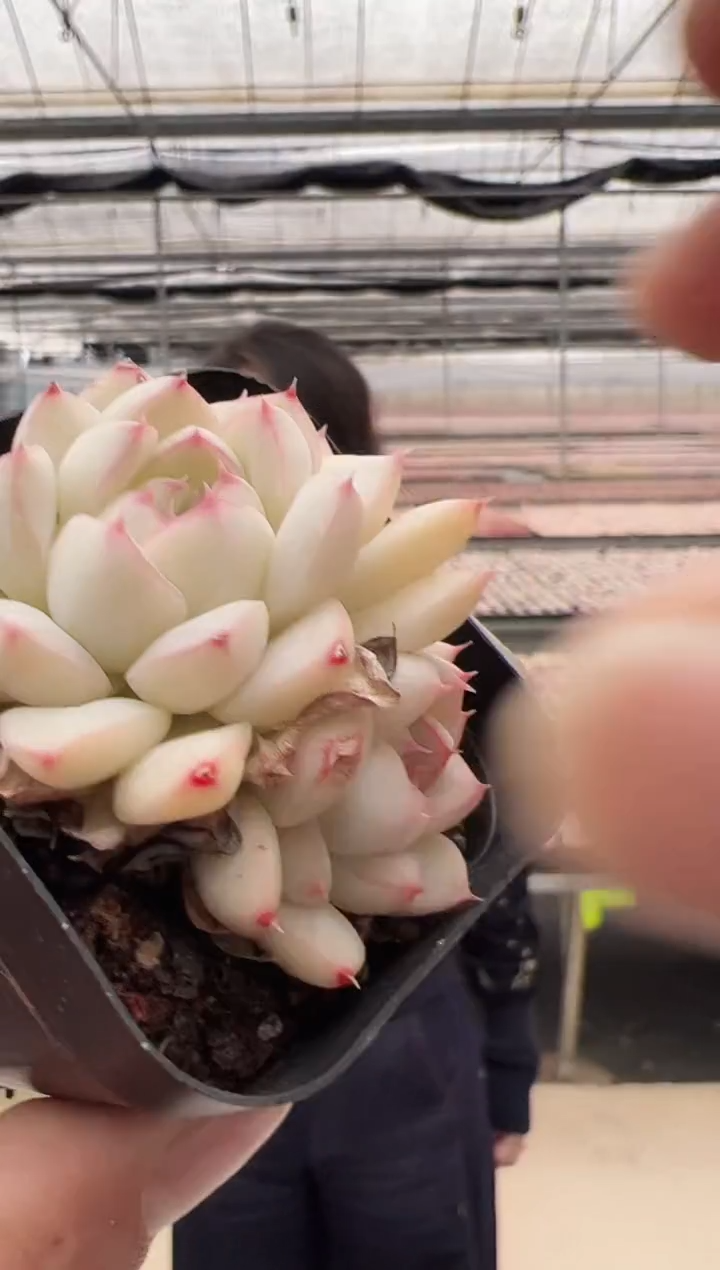 【闪购商品】新款多肉-45