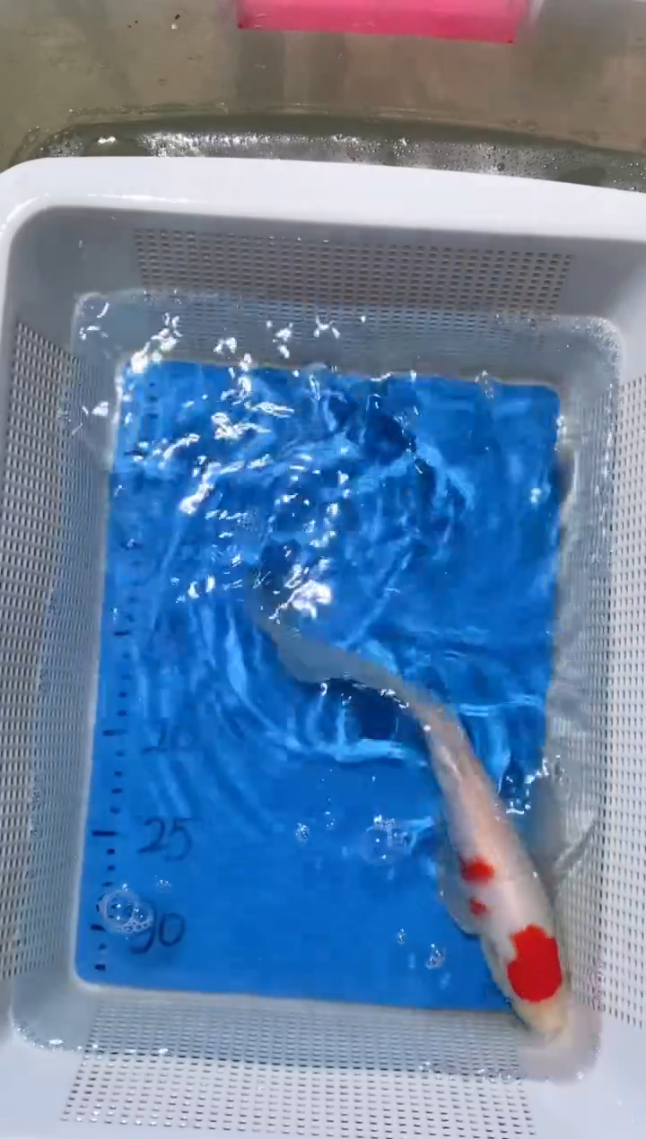 锦鲤微瑕锦鲤蝴蝶鲤鱼拍开箱视频包售后