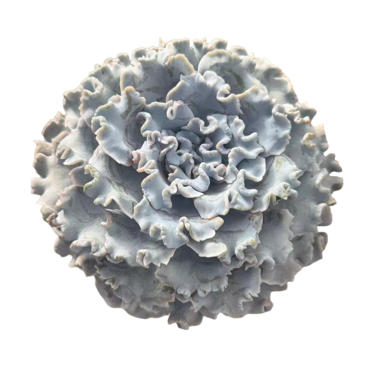 芭蕾舞者精品多肉 新手好养 满9.9包邮以直播间为标准发货精养