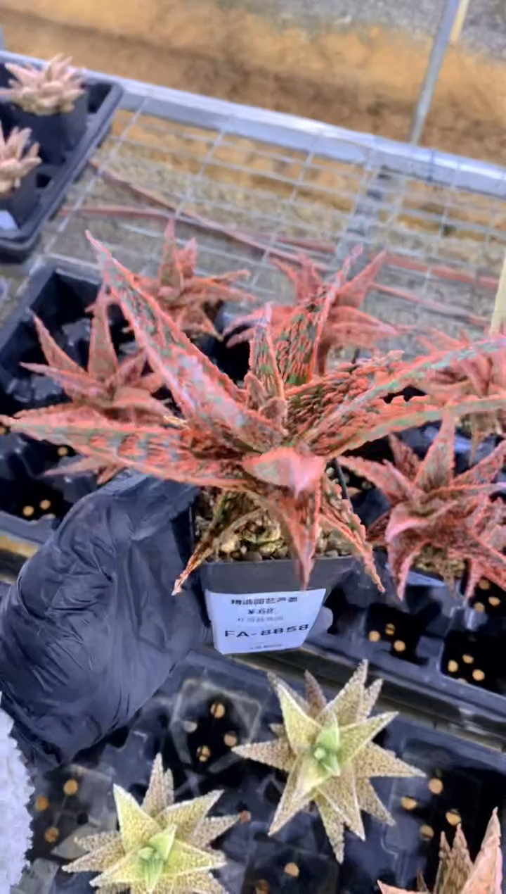 【闪购商品】园艺芦荟FA-8858